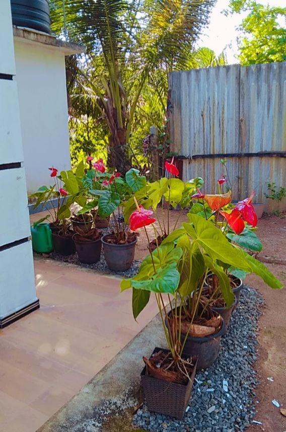 Mirissa Niraj Guest Hotel Exterior photo